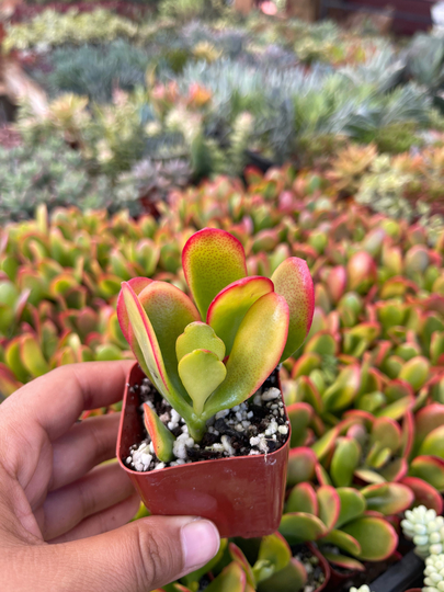 Jade Hummels Sunset Yellow 2" Pot