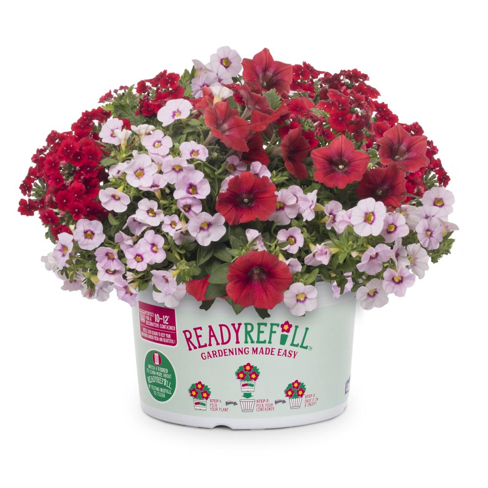 Ready Refill 1.5-Gallon Berry Blend in Pot | NURSERY