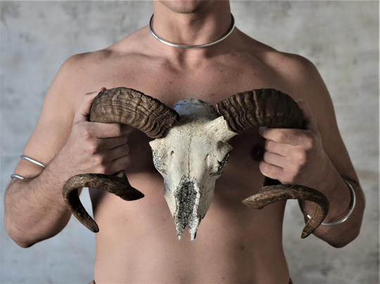 Big Ram Skull, Real Preserved Skull With Amazing Spiral Horns, Glam Size, Crystal & Pearl Decoration, One Of A Kind Skulls