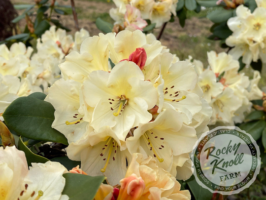 Horizon Monarch