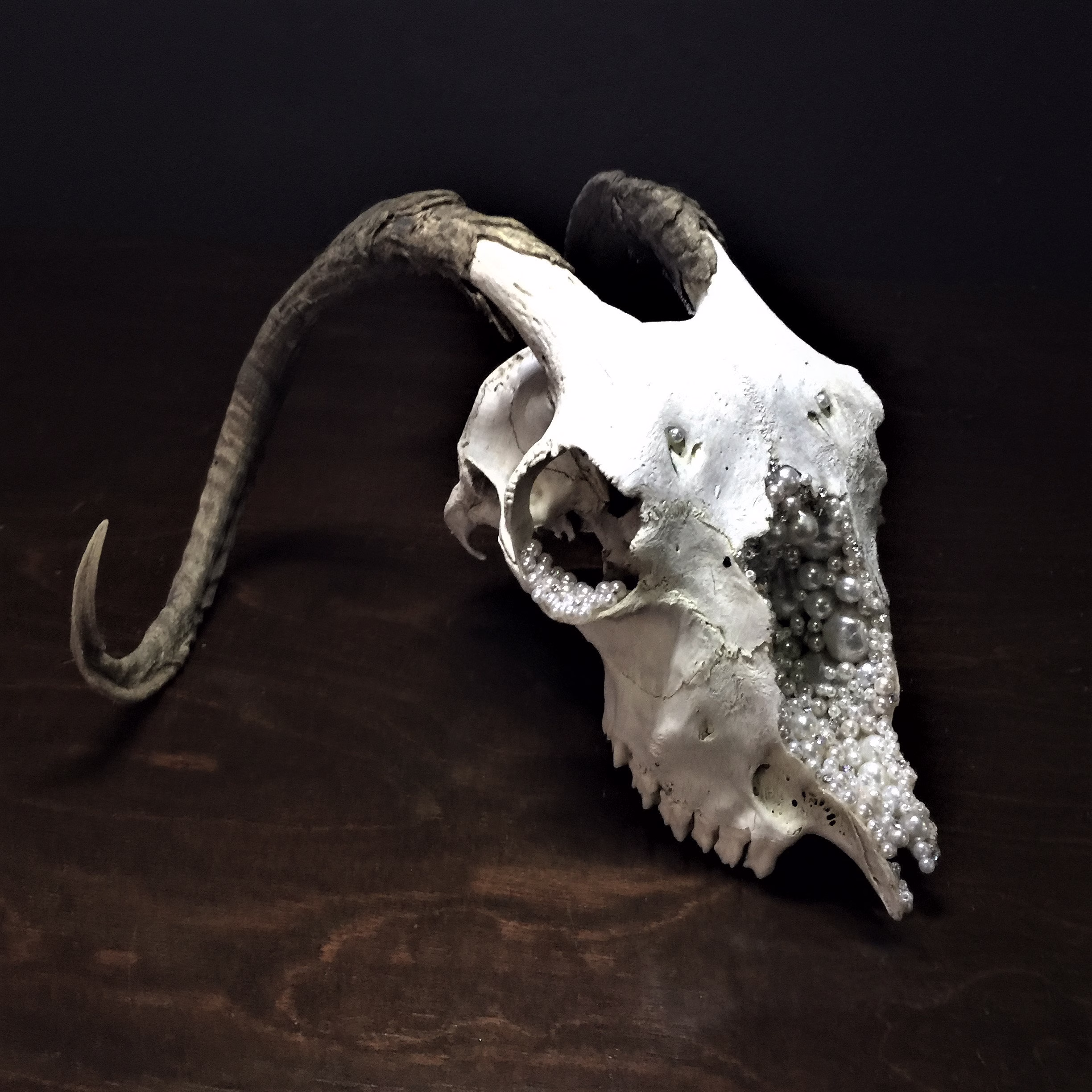 Glam Goat Skull, Real Preserved Ram Skull, Small Size, Crystal & Pearl Decoration, One Of A Kind Skulls, Sugar Skulls
