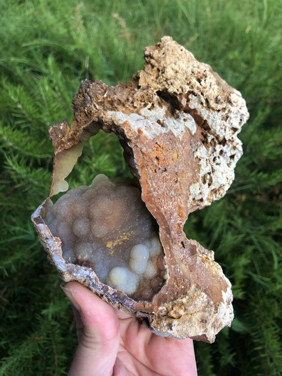 Big Display Coral Specimen