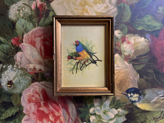 Color Print Of Lady Gouldian Finch Song Bird Of Australia Gilt Frame Vintage Art