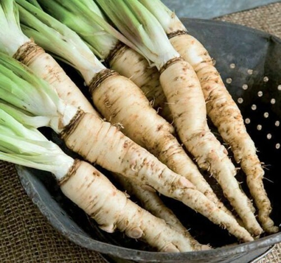 Seeds Oat Root Ovsyanii Koren Salsify Vegetable Organic Russian Ukraine