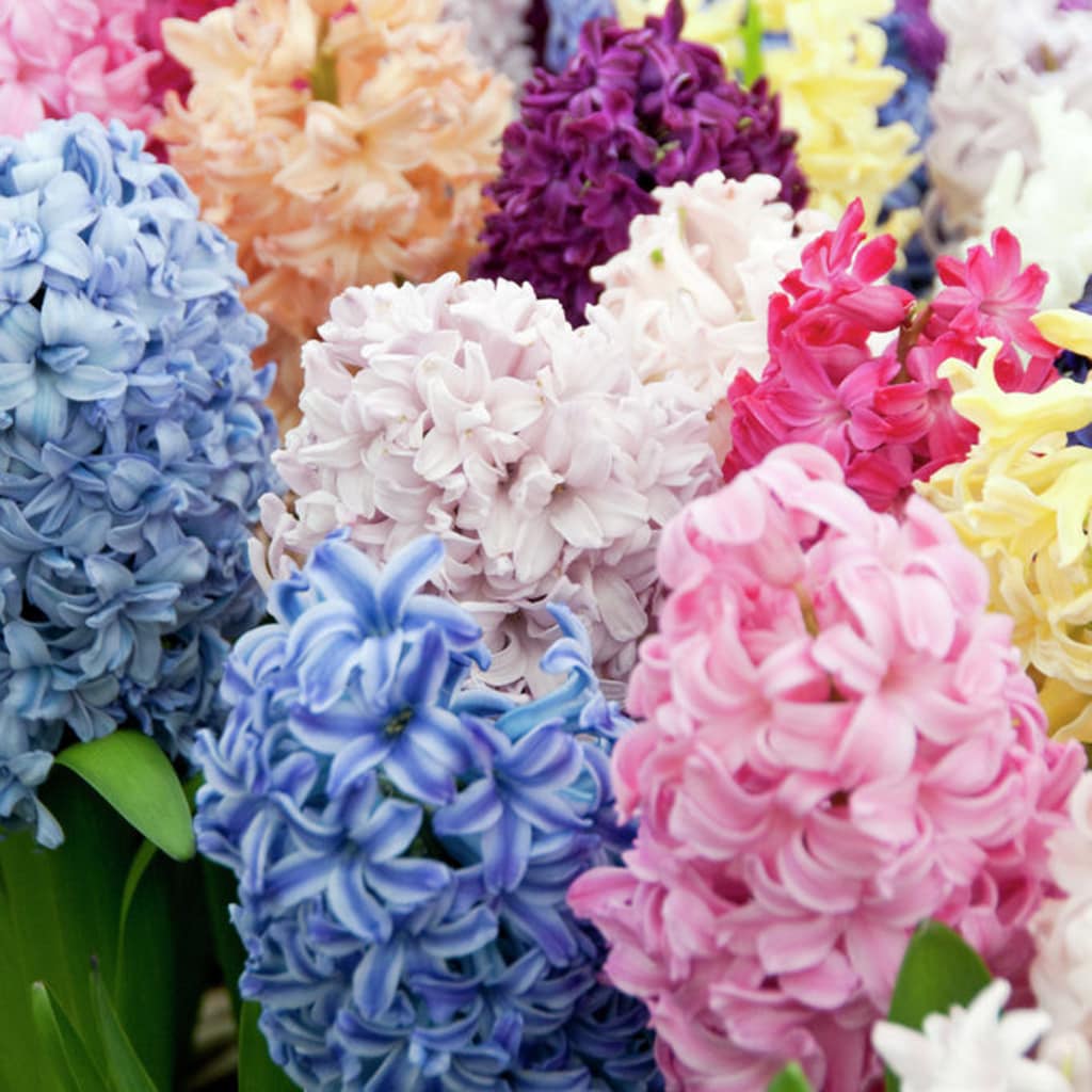 Lowe's 12 Count Hyacinths Easter Basket Blend Bulbs | 21497