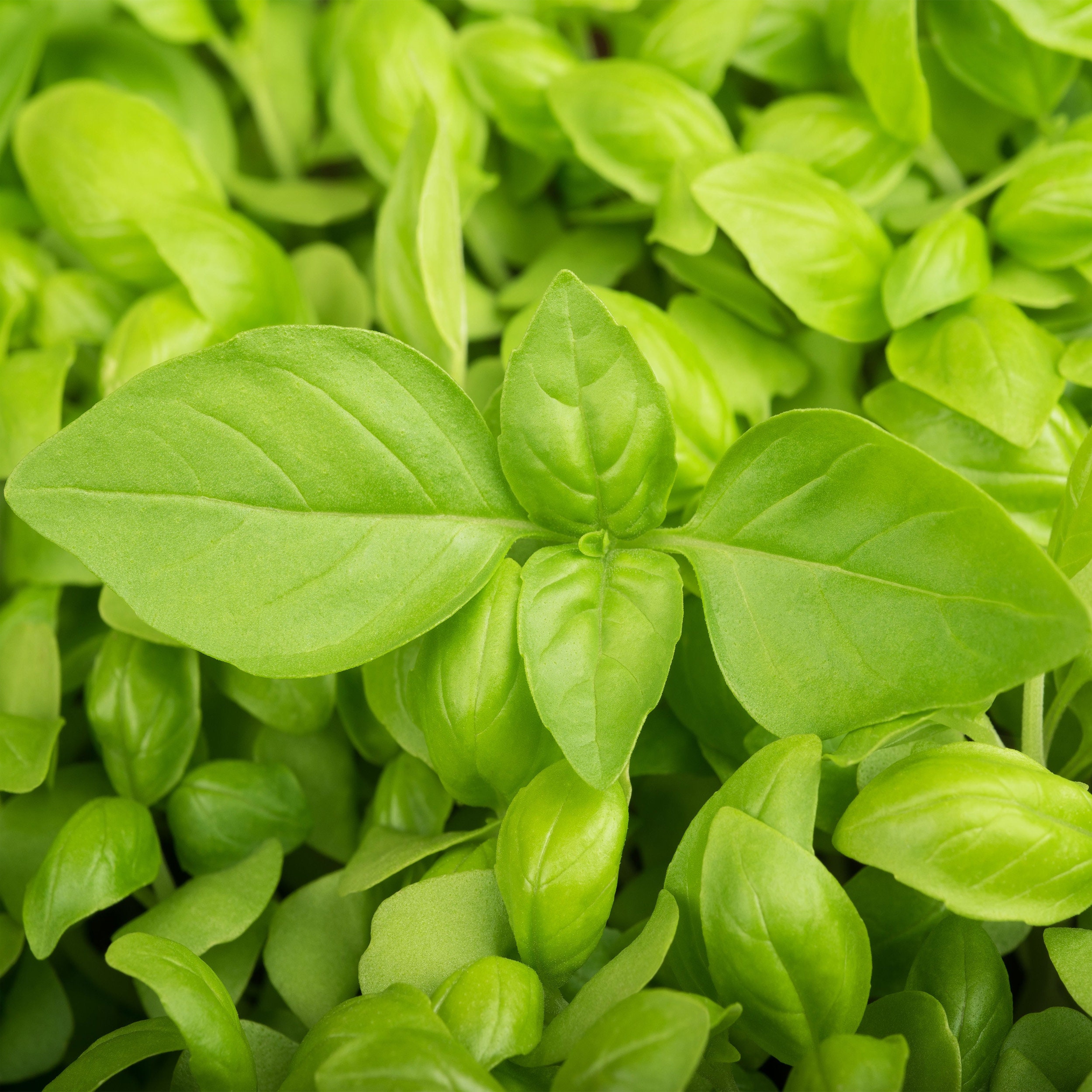 Lemon Thai Basil Seeds | Usa Asian Herb Bouquet Vietnamese Pho Tropical Genovese Organic Herbs Garden Seed Non Gmo 2021 Fast Shipping