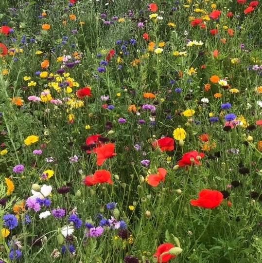 Long Life Meadow Flowers Blend - Bee & Butterfly Attracting 10G/2000 Organic Seeds Gmo Free