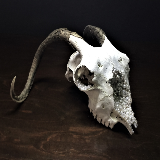 Glam Goat Skull, Real Preserved Ram Skull, Small Size, Crystal & Pearl Decoration, One Of A Kind Skulls, Sugar Skulls