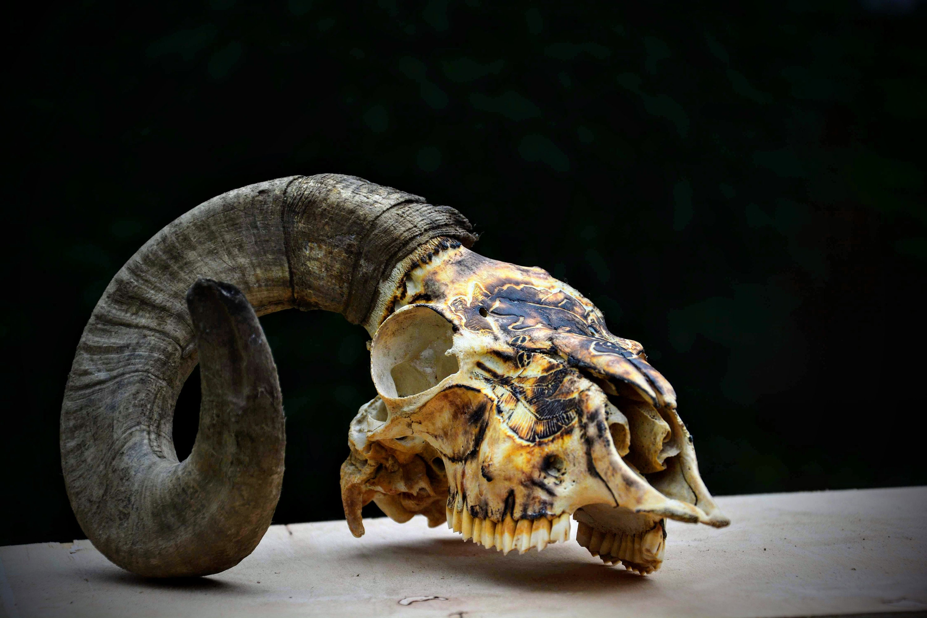 Made To Order Carved Ram Skull | Christmas Gift Perfect Vintage Home Decor Bear Trails Deer Mountains With Ram Horn Real666