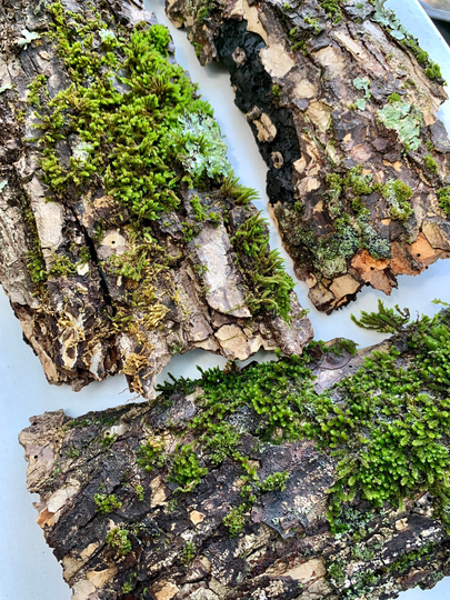 Bark With Star Moss Trio