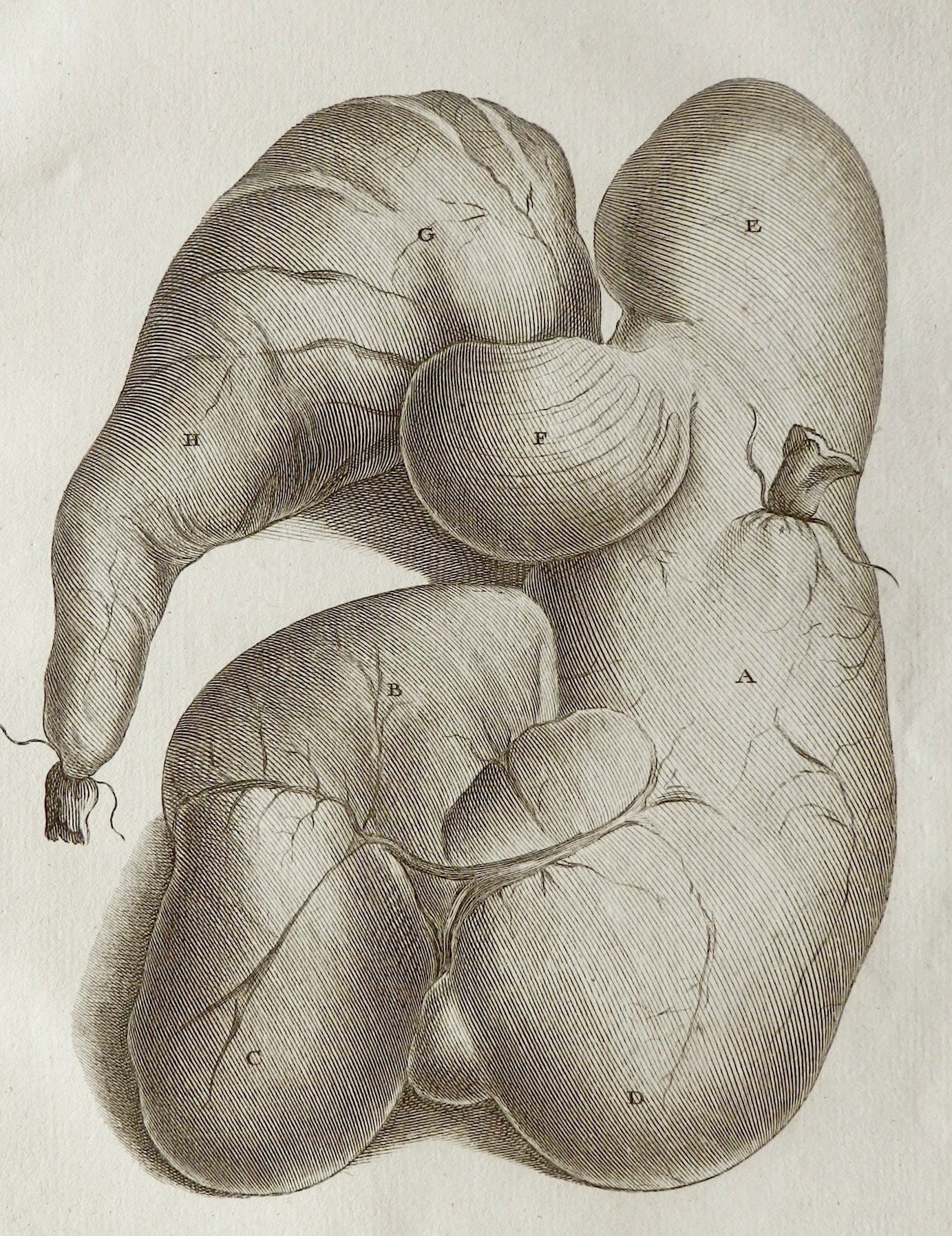 stomach Of The Ram India 1754.antique Natural History Buffon Print.steel Engraving Anatomy.264 Year Old Print.7.8x9.8 Ins., 24x19 cm
