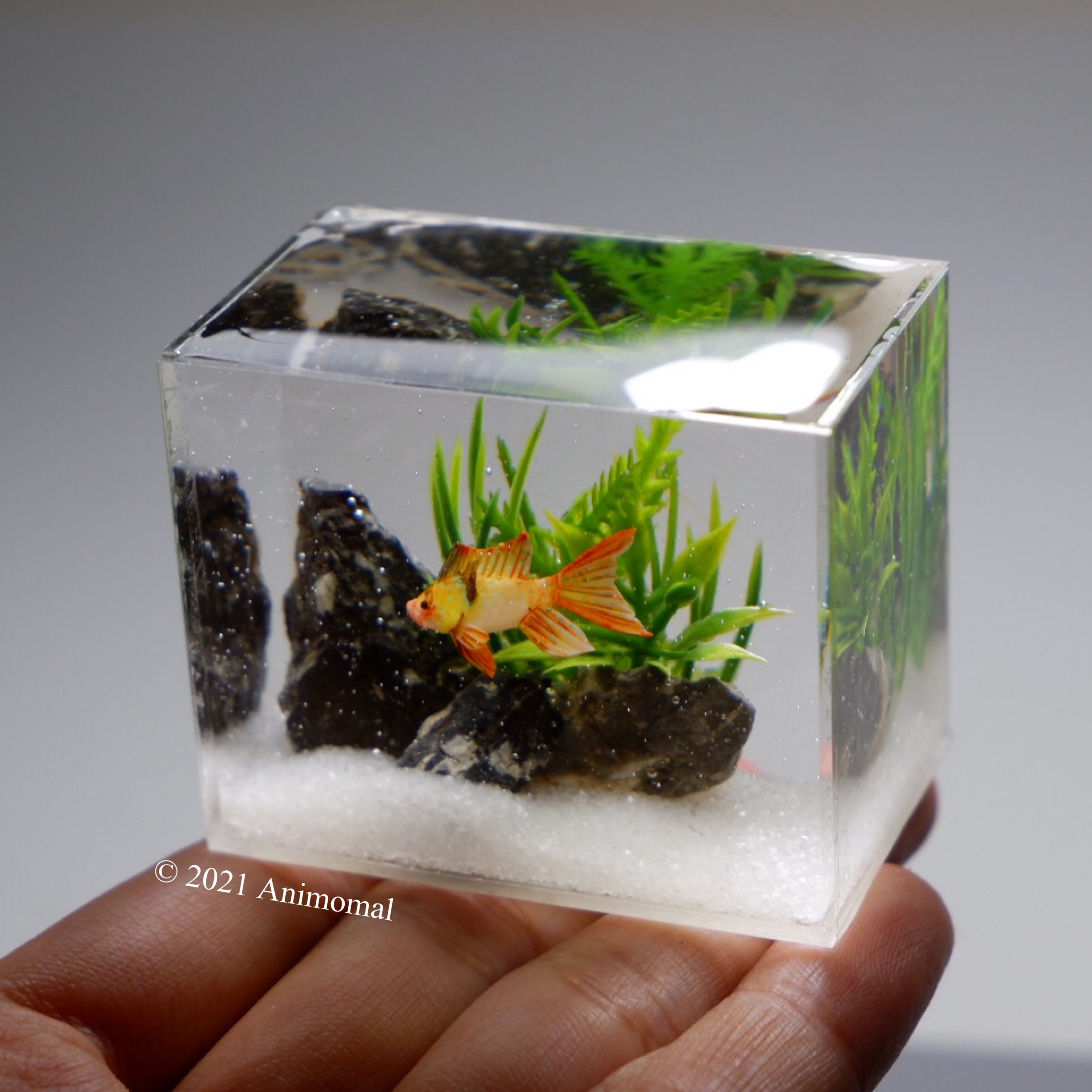 Miniature Ram Cichlid in The Tank