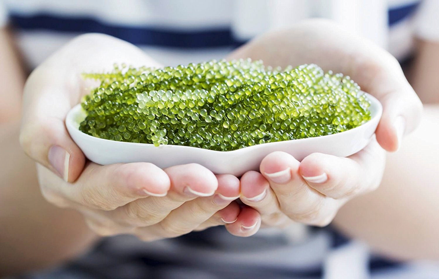 Natural Organic Dehydrated Sea Grapes | Green Caviars Ginseng Precious Gift From The Enhance Health, Weight Loss