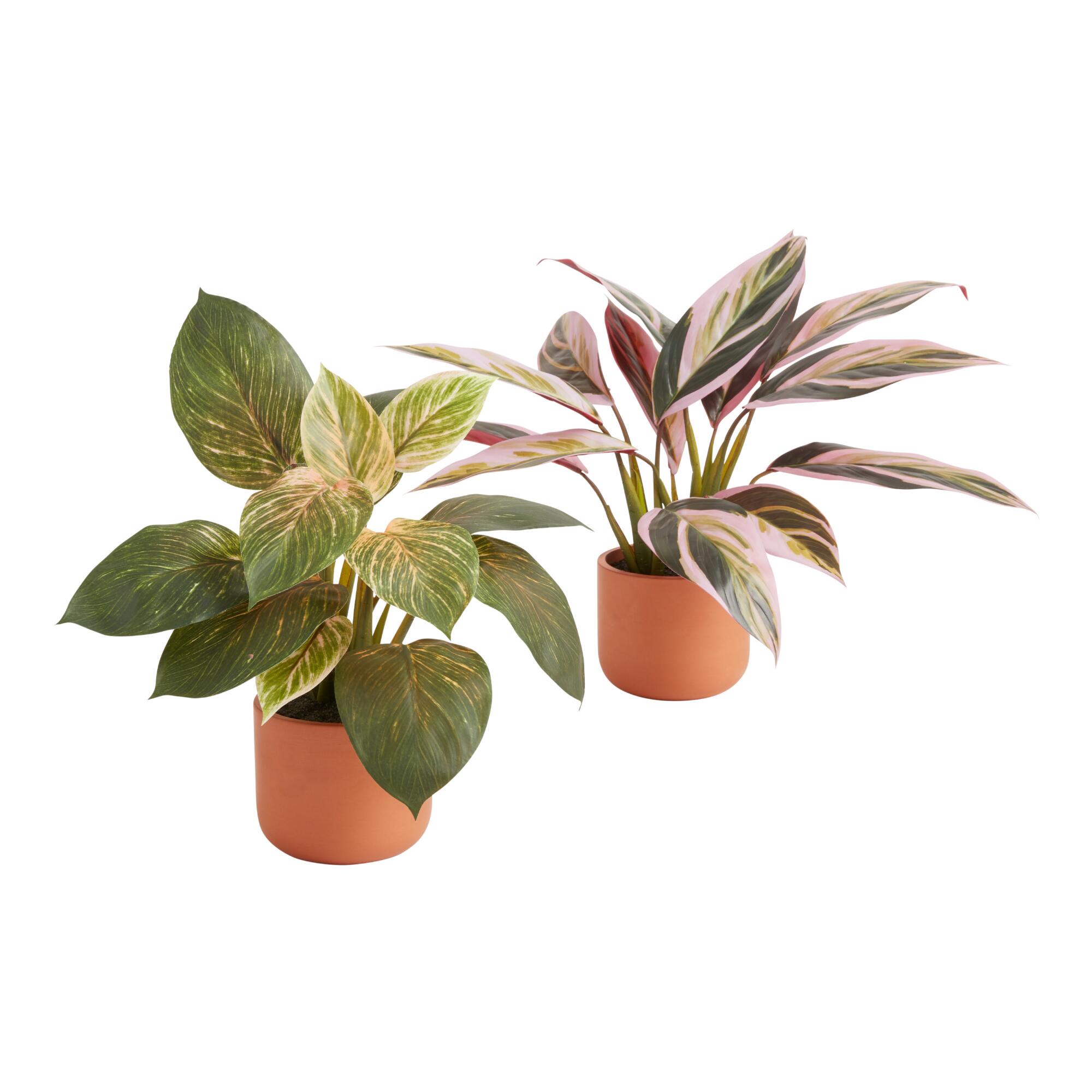 Faux Tropical Plants in Terracotta Pots Set of 2 by World Market
