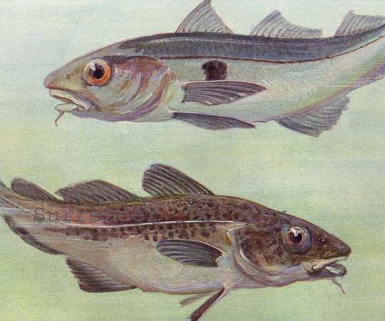 Haddock Pollock Fish Vintage Ichthyology Natural History Lithograph Illustration 1911 Germany Original Edwardian Era Art To Frame