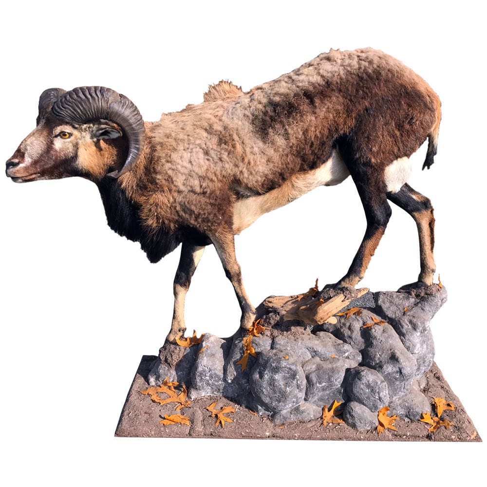 Iberian Mouflon Ram Goat Full Body Life Size Exotic Taxidermy Mount