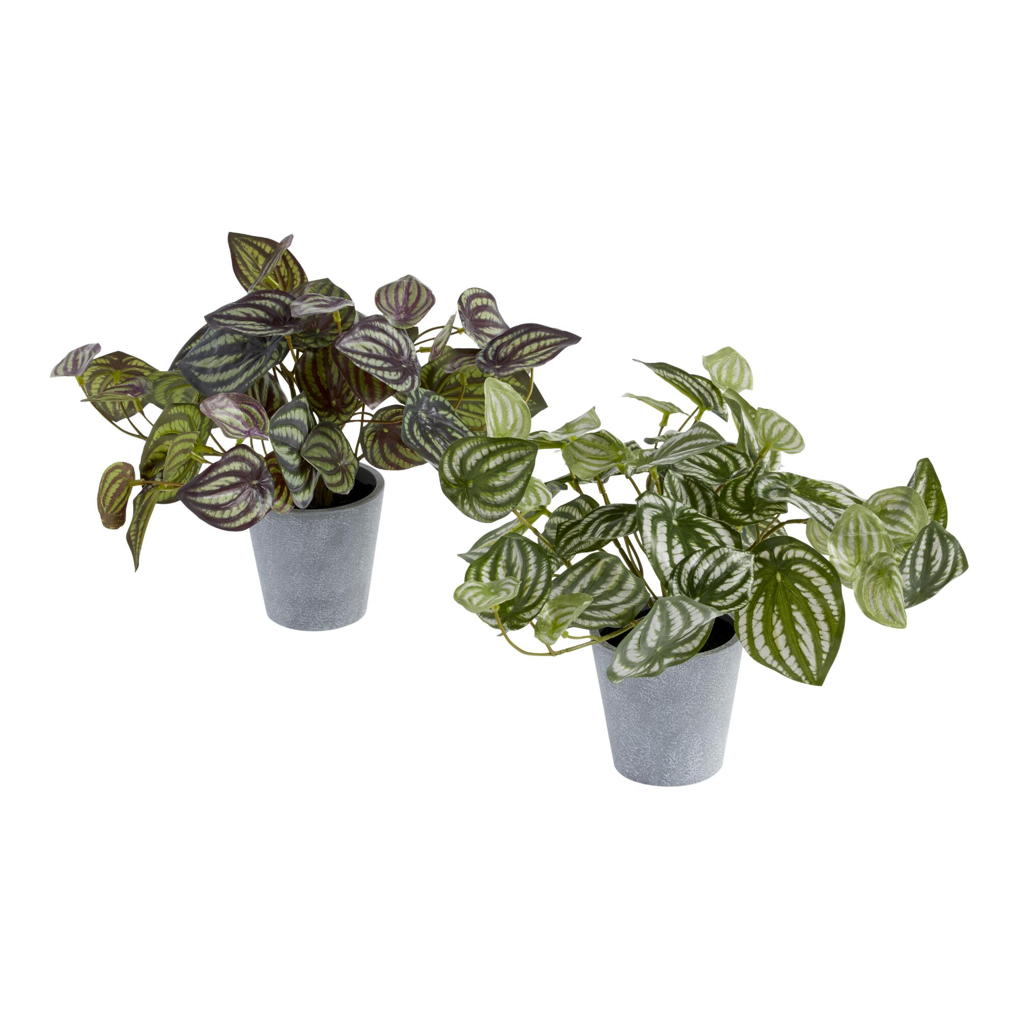 Faux Peperomia Plants Set of 2 by World Market