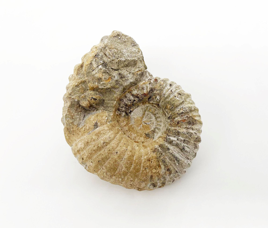 Fossil Mantelliceras Ammonite, Cretaceous Fossil, Moroccan Ammonite Natural Home Decor, 4-4.5"x3.5"x2.25"